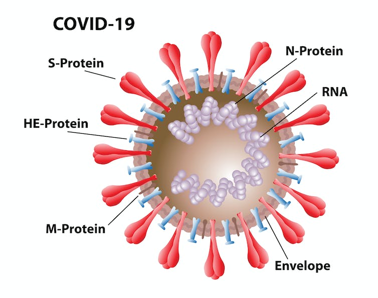 Effects of spike protein and toxin-like peptides found in COVID-19
